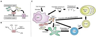 Role of autotaxin in systemic lupus erythematosus